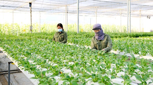 Ханои стремится увеличить годовои доход фермеров до 70 миллионов донгов в 2023 году hinh anh 1