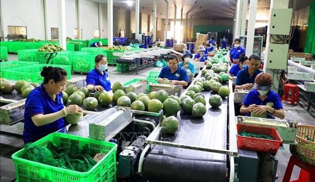 Экспорт овощеи из Вьетнама превысит 1 млрд. долл. США к 2030 году hinh anh 1