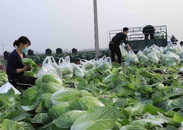 Экспорт овощеи из Вьетнама превысит 1 млрд. долл. США к 2030 году hinh anh 2