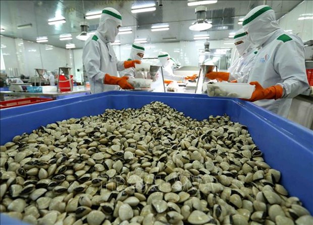 Продвижение экспорта вьетнамских моллюсков на зарубежные рынки hinh anh 2