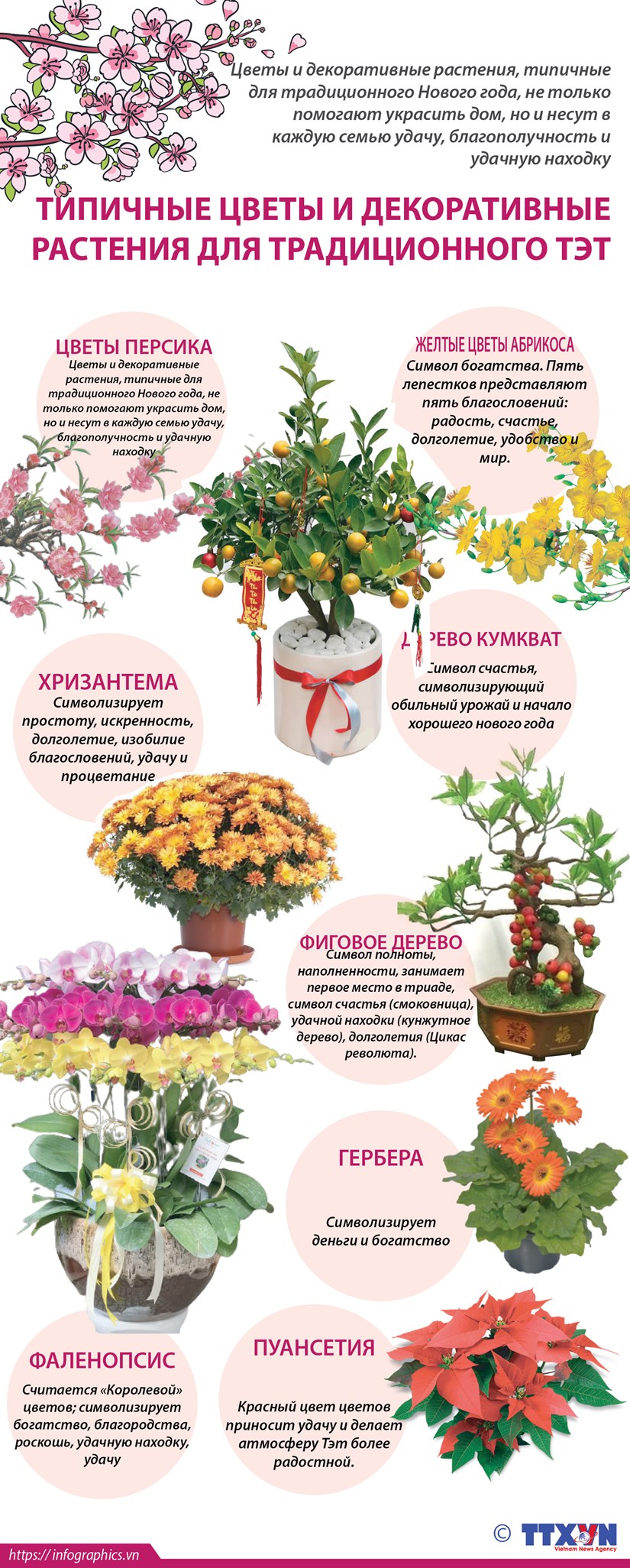 Типичные цветы и декоративные растения для традиционного Тэт hinh anh 1