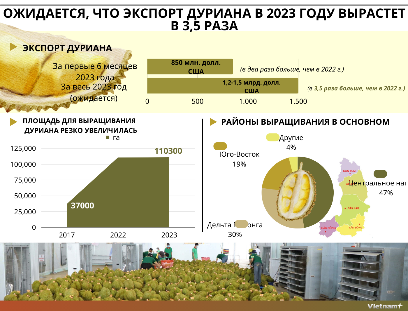 Ожидается, что экспорт дуриана из Вьетнама в 2023 году резко возрастет |  ЭКОНОМИКА | Vietnam+ (VietnamPlus)